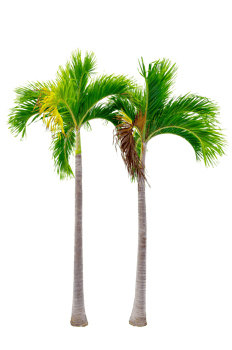 Large palm trees are used to decorate the garden isolate on transparent background PNG file