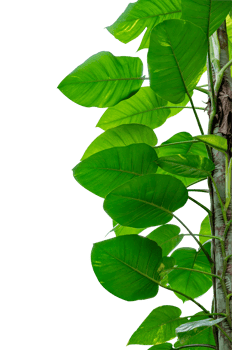 leaf vine isolates on isolate on transparent background PNG file