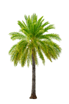 Large palm trees are used to decorate the garden isolate on transparent background PNG file