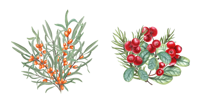 Set of ripe autumn berries and spruce branch. Juicy red Cranberries , orange Sea Buckthorn, green leaves. Watercolor illustration for greetings, advertising posters, decoration, label png