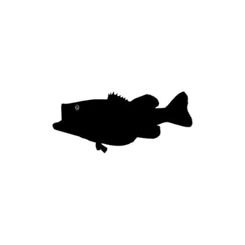 Bass Fish Silhouette, can use for Art Illustration, Logo Gram, Pictogram, Mascot, Website, or Graphic Design Element. Vector Illustration