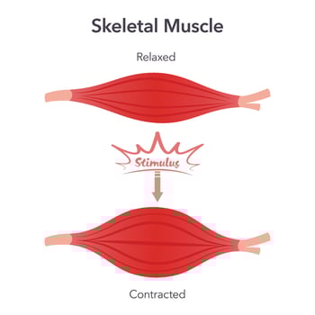 Skeletal muscle relaxation and contraction anatomy vector illustration graphic