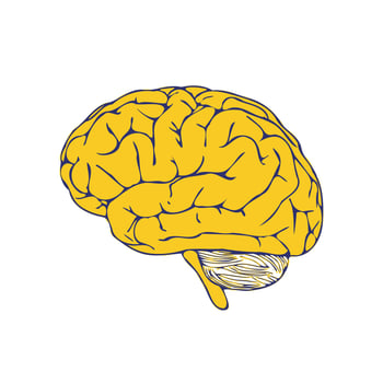 Human brain. A yellow brain on a white background. Vector hand drawn illustration in doodle style.