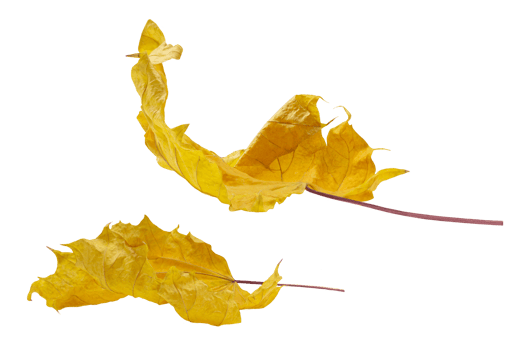 Yellow dry twisted fallen maple leaves with twig on isolated background. Side view. Design element. Autumn png