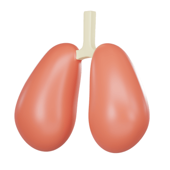 3D medical anatomy human lung organ png