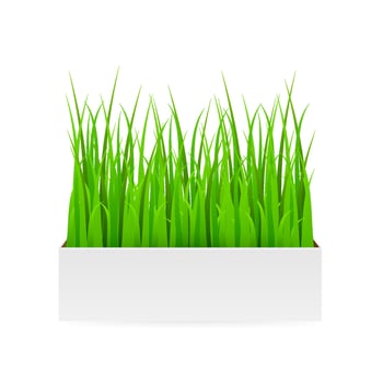 Fresh green grass in pot. Element of home decor. Vector realistic illustration, isolated