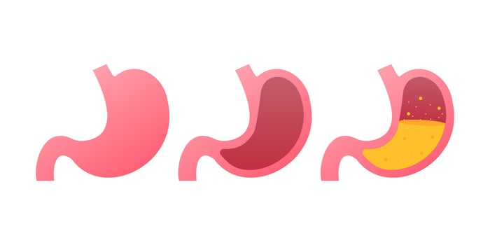 Stomach icon. Human internal organs symbol. Vector stock illustration