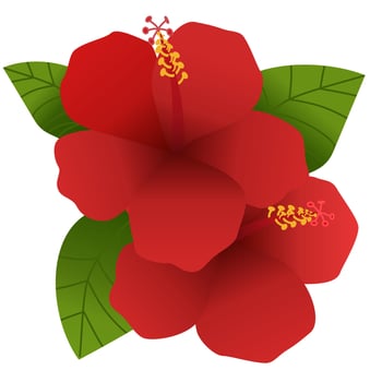 Pair of Ruby Red Hibiscus Blooms, suit for design, decor, card vector