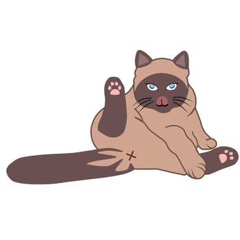 vector illustration graphic of cat cleaning itself with tongue out, siamese, tuxedo cat