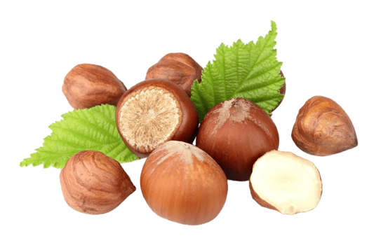 Hazelnut png transparent background