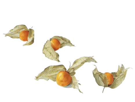 physalis png transparent background