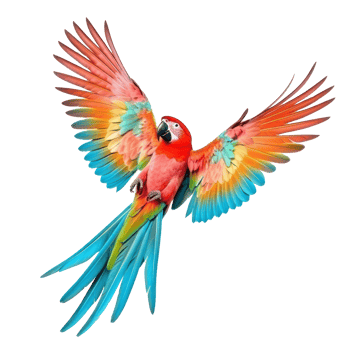Colorful flying parrot isolated png