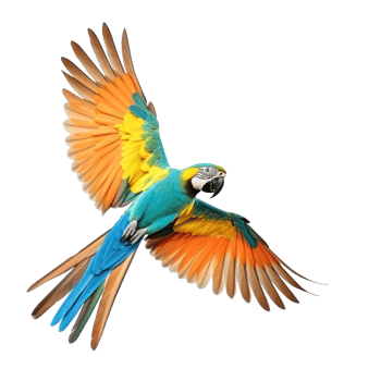 Colorful flying parrot isolated png
