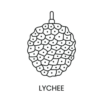 Lychee line icon in vector, fruit illustration. vector