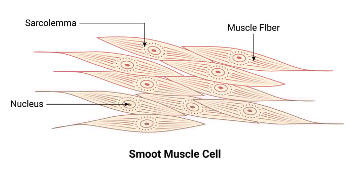 Smoot Muscle Cell Vector Illustration Design Diagram