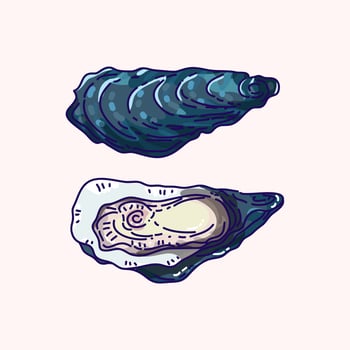 Oyster Vector Illustration