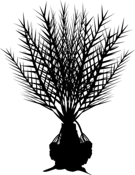 A palm isolated on white vector