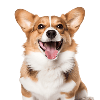 Welsh corgi dog smiling Ai Generative png