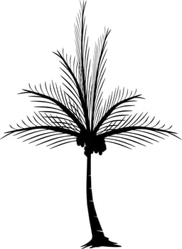 The illustrations and clipart, palm trees vector