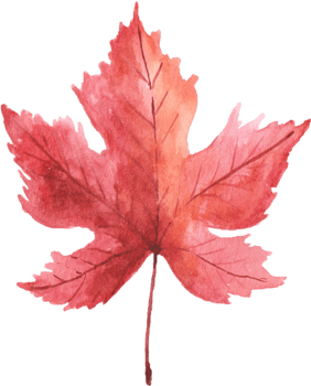 Maple Leaf Watercolor Autumn png