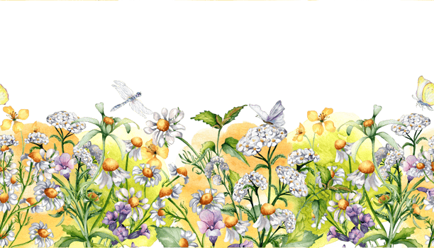 Seamless border of chamomile, wild medicinal plants, insects watercolor illustration. Purple, yellow flower , dragonfly hand drawn. Design for label, package, postcard, card. png