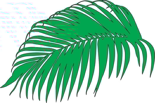 Palm leaves. Green leaf of palm tree on transparent background. Floral background. shadow background overlays. Realistic Shadow mock up scenes. vector