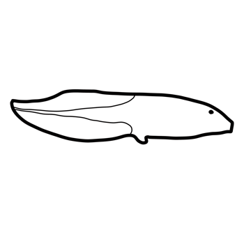 tadpole amphibian animal png