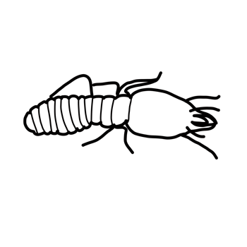 termite pest animal png