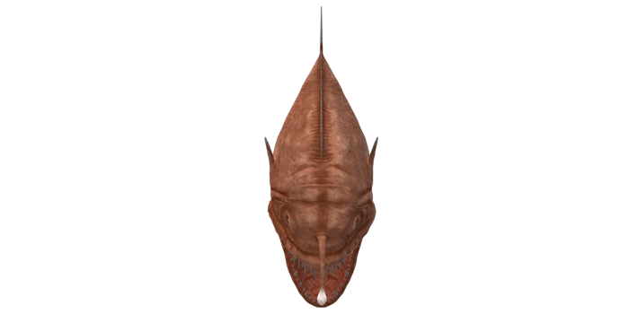 Angler Fish isolated on a Transparent Background png