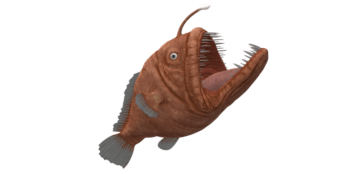 Angler Fish isolated on a Transparent Background png