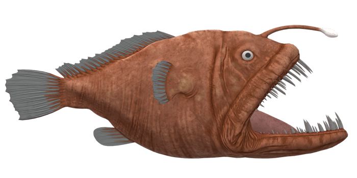 Angler Fish isolated on a Transparent Background png