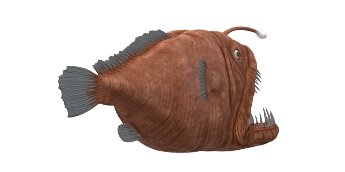 Angler Fish isolated on a Transparent Background png