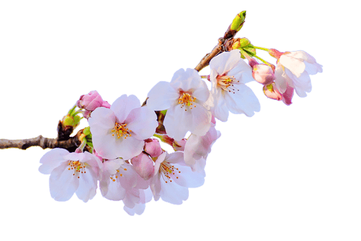 Cherry blossom flower png transparent background