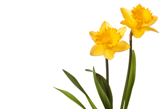 daffodil flower png transparent background