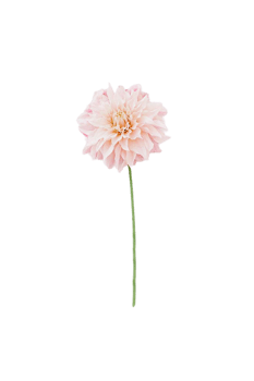 dahlia flower png transparent background