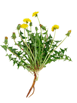 dandelion flower png transparent background