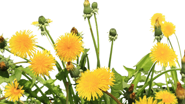 dandelion flower png transparent background