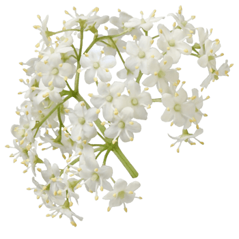 Elderberry flower png transparent background