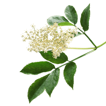Elderberry flower png transparent background