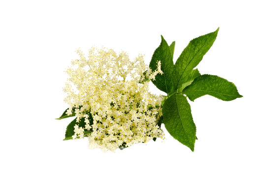 Elderberry flower png transparent background