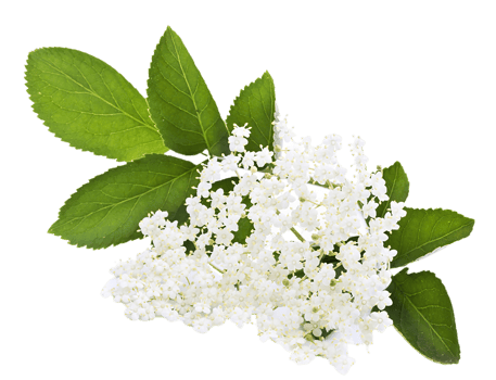 Elderberry flower png transparent background