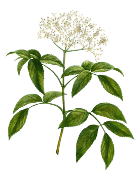 Elderberry flower png transparent background