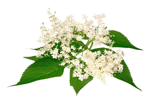 Elderberry flower png transparent background