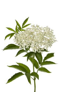 Elderberry flower png transparent background