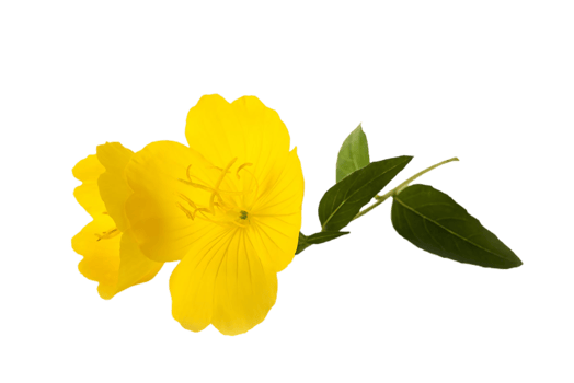 evening primrose flower png transparent background