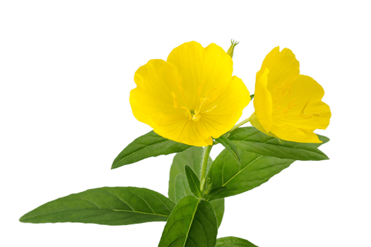 evening primrose flower png transparent background