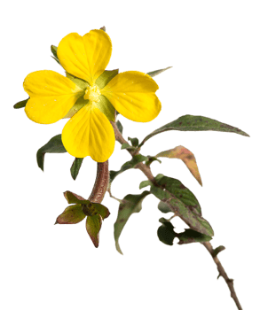 evening primrose flower png transparent background