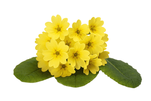 evening primrose flower png transparent background