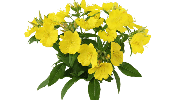 evening primrose flower png transparent background