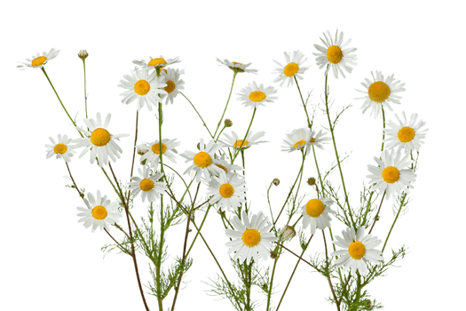 fiesta daisy flower png transparent background
